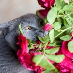 Кот сидит в букете с розами 9