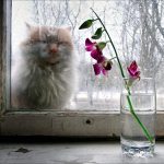 Кот смотрит на цветок в вазе 9
