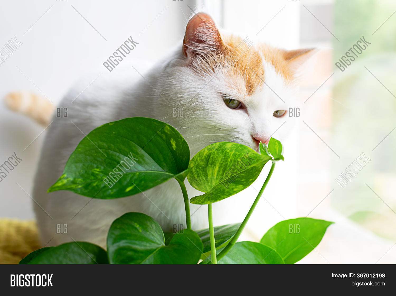 Кот спит на зеленом листе 9