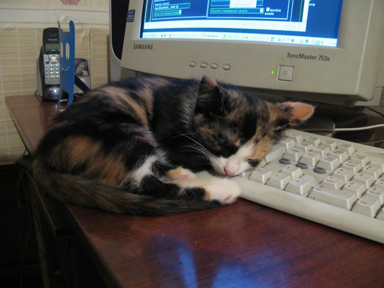Кот спит на клавиатуре 9