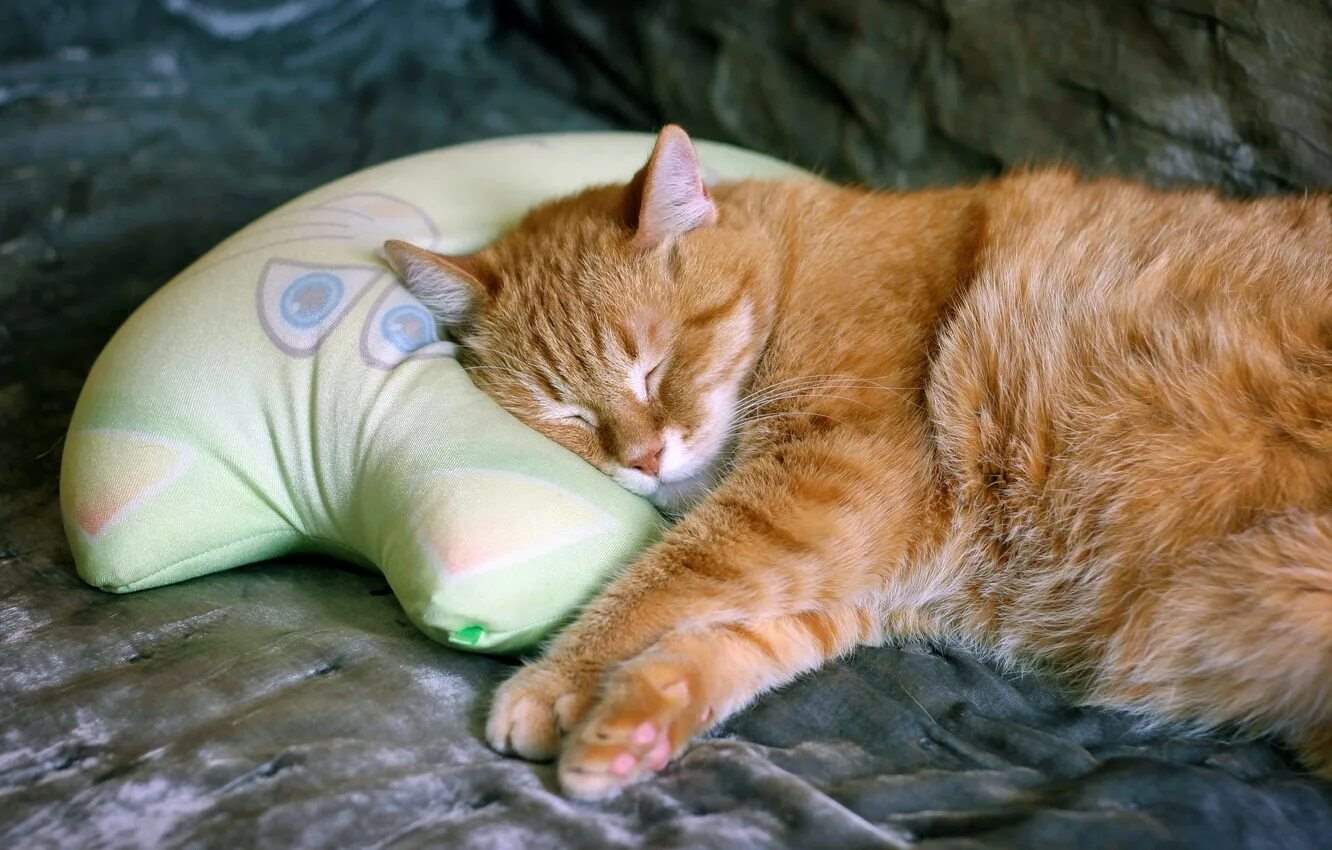 Кот спит на подушке 9