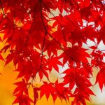Красные и желтые листья 9