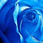 Крупный план открытки с розовым и голубым цветком 9