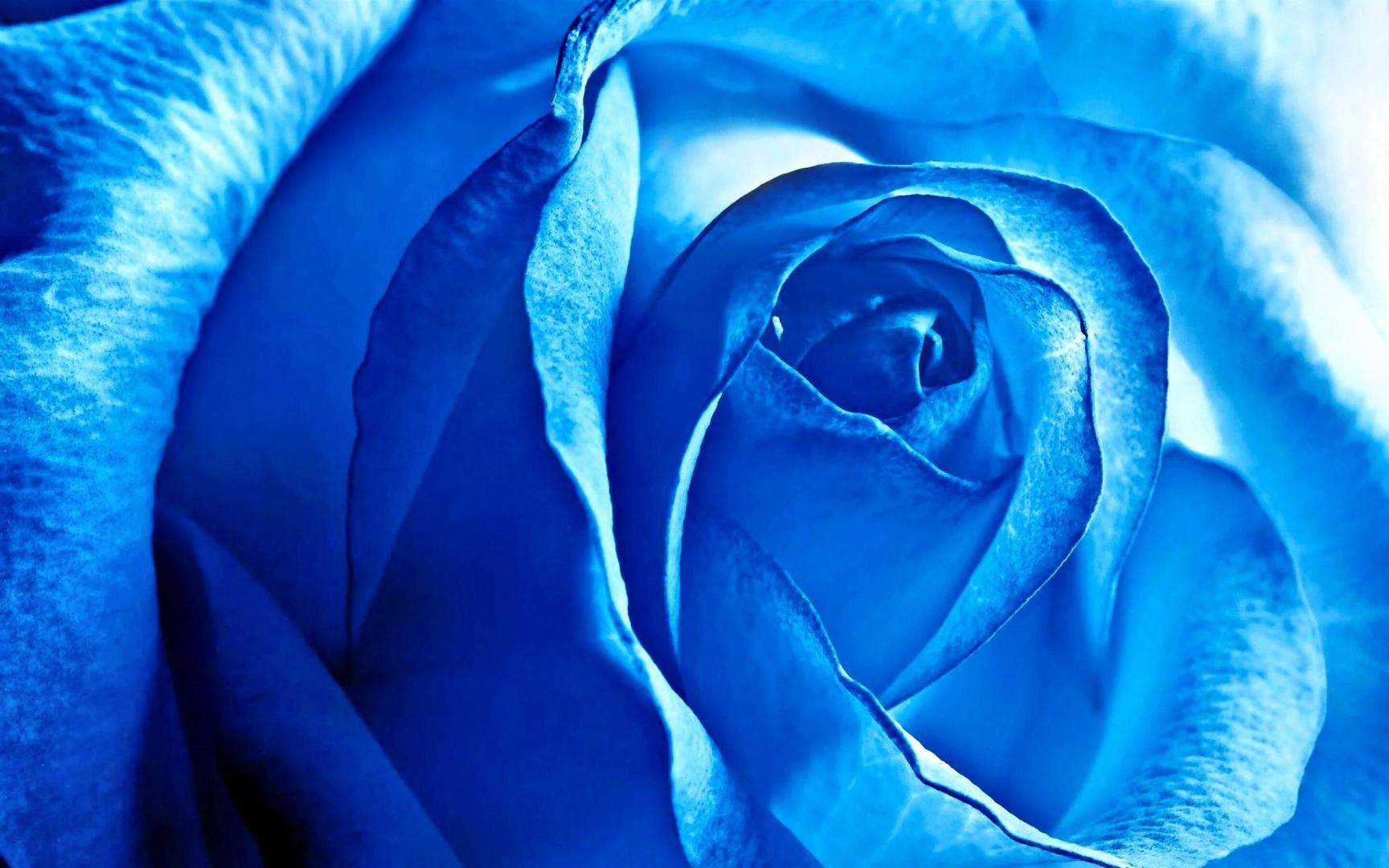 Крупный план открытки с розовым и голубым цветком 9
