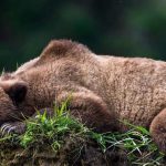 Медведь спит в траве на фоне луны 9