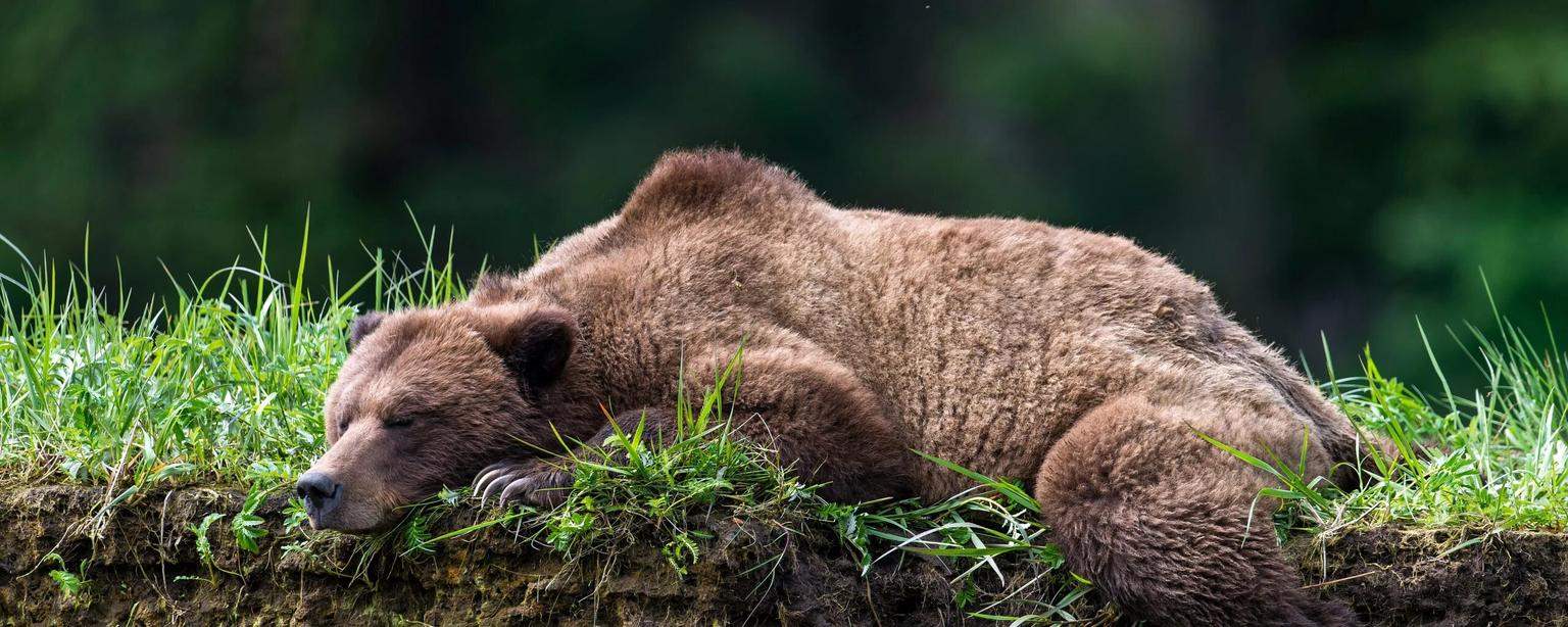 Медведь спит в траве на фоне луны 9