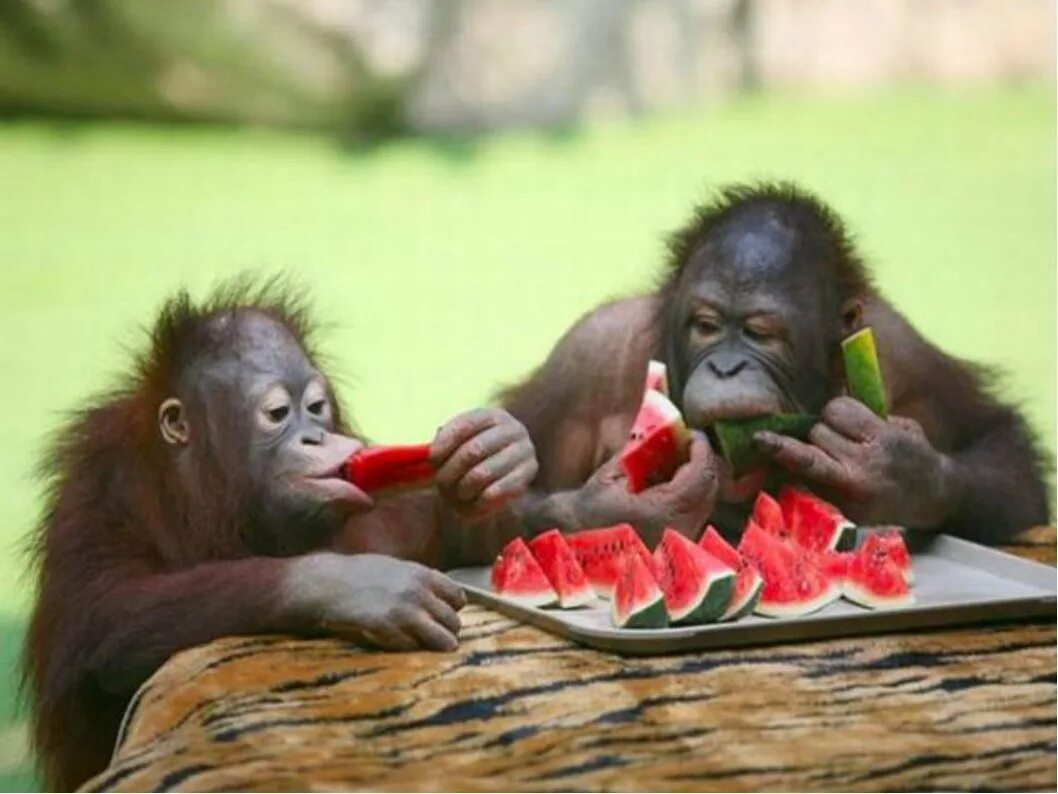 Поздравительная открытка с обезьянкой и фруктами 9