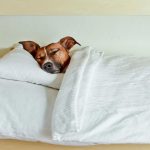 Рисунок собаки, спящей под одеялом 9
