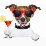 Собака в солнечных очках и с бокалом шампанского в руках 9