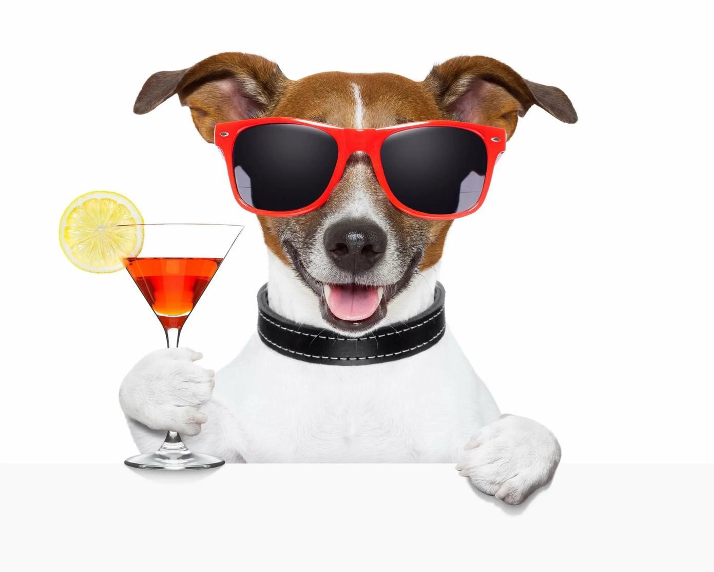Собака в солнечных очках и с бокалом шампанского в руках 9