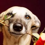 Собака с цветком во рту 9
