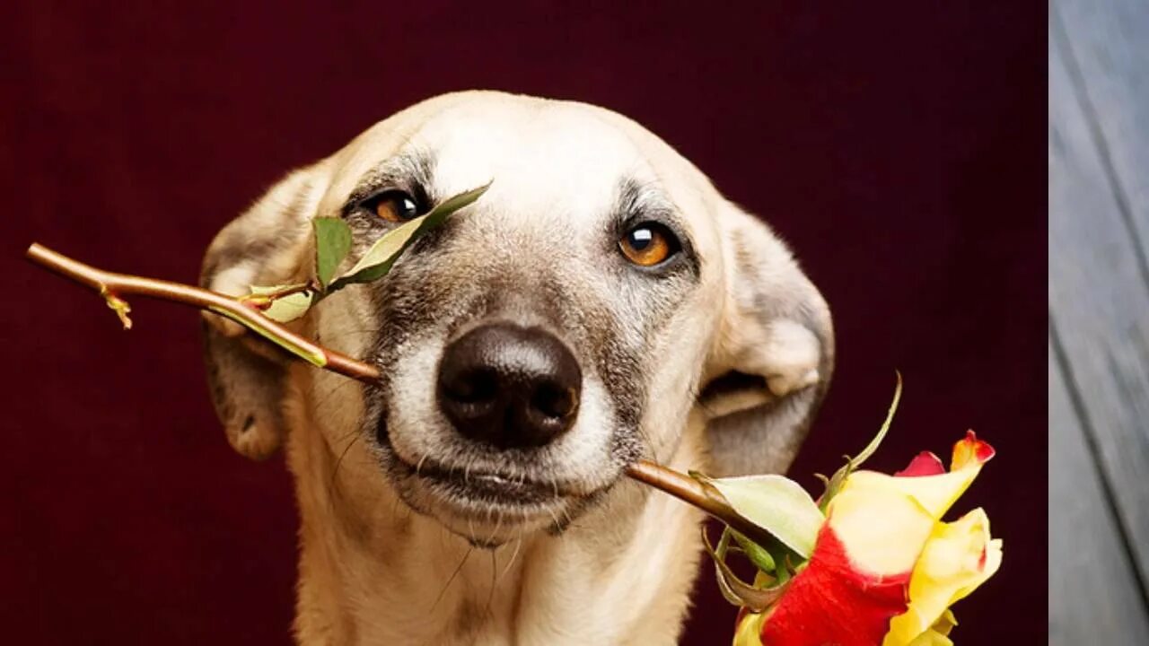 Собака с цветком во рту 9