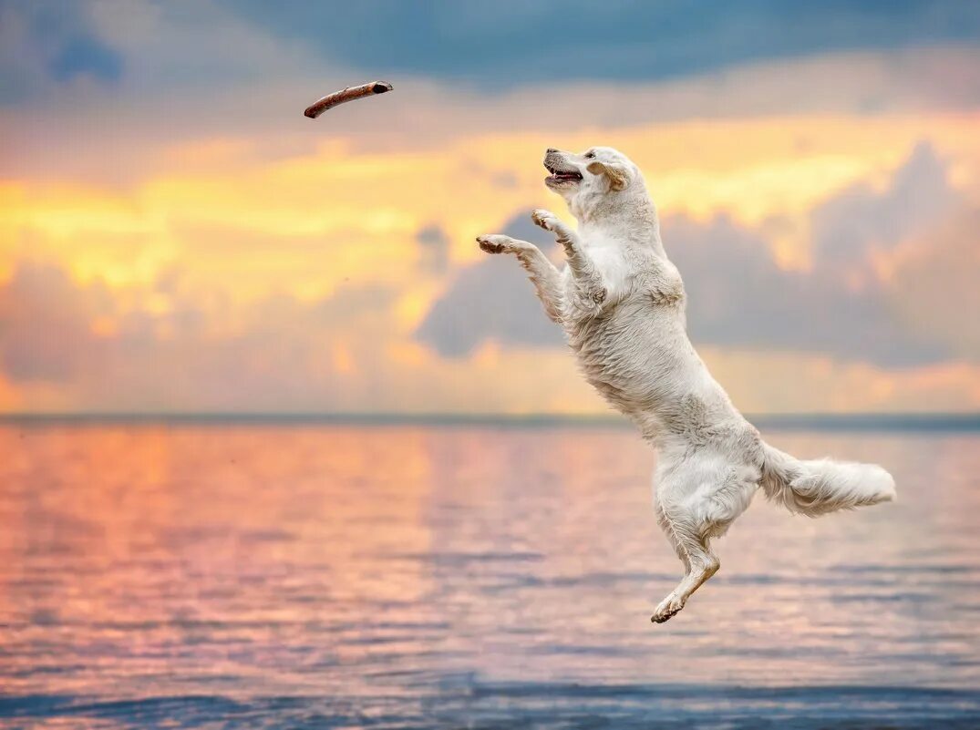Три собаки прыгают в воздух 9